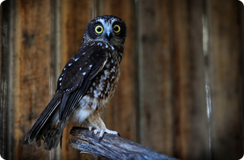 A Southern Boobook owl perched on a branch