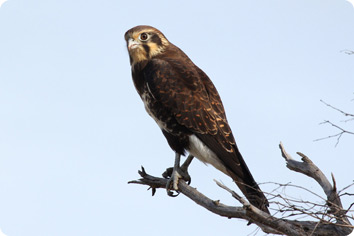 A Brown Falcon perched on a barren branch with a pale sky