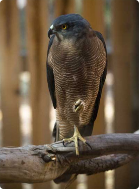 Brown goshawk with striped feathers, perched on a branch on one leg, looking to the left