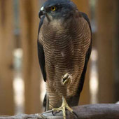 brownGoshawkSmall