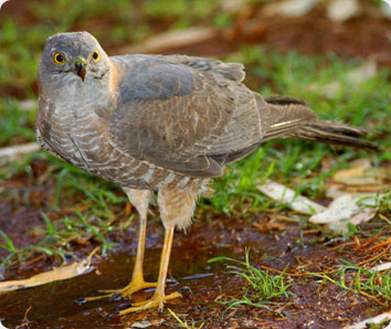 Collared Sparrowhawk standing on ground