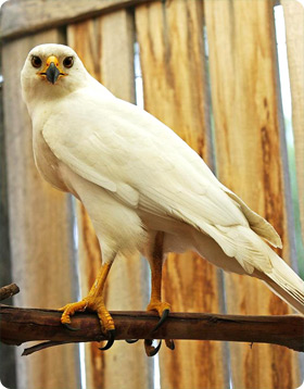 A white morph version of the Grey Goshawk perched on a branch
