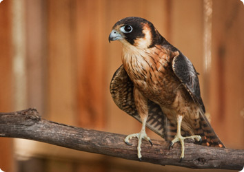 Australian Hobby or Little Falcon perched on a branch