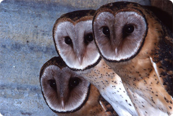 Trio of masked owls