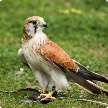 A brown and white Nankeen Kestrel standing on grassy ground