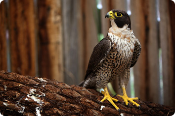 Peregrine falcon perched on the trunk of a man fern