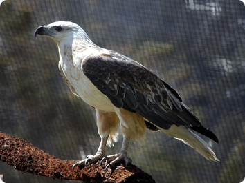 White-bellied Sea Eagle perched on a branch