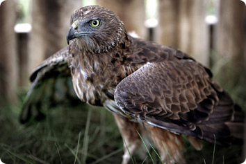 Swamp harrier on the ground with wings slightly spread