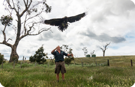 Released female Wedge-tailed Eagle