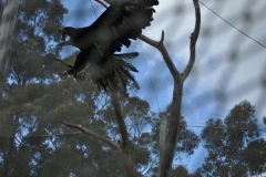 Eagle Flight Aviary