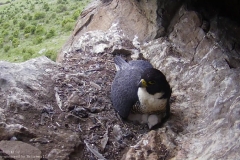Nesting Peregrine falcon