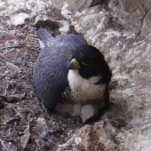 Female brooding chicks