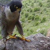 Male alights while female off feeding