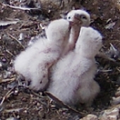 Female arrives with partially eaten green rosella