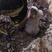 Female feeds rosella to chicks