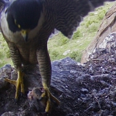 Female brings starling