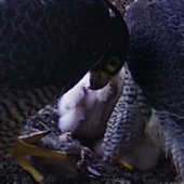 Female feeding a starling to chicks