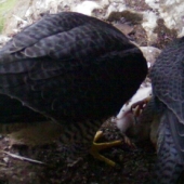 Male (rhs) and female attending chicks