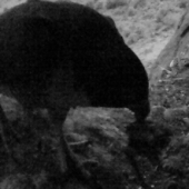 Female brings a late feed to chicks