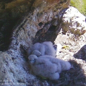 The brood wakes up with mums arrival the young are much more mobile now and are using the high rise ledge behind the nest