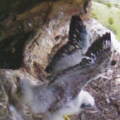 A lovely stretch showing the rapidly developing flight feathers emerging from their blood-filled sheaths