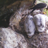 The female has a snack of scraps showing off her long bird catching toes