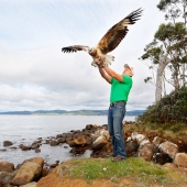 07/10/2012 NEWS: Release of a juvenile female sea eagle at Verona Sands by Craig Webb from the Raptor and Wildlife Refuge of Tasmania.