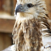 juvenile-sea-eagle