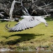 sea-eagle