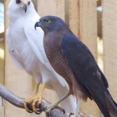 two-goshawks