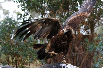 Wedge-tailed eagle perched with wings spread