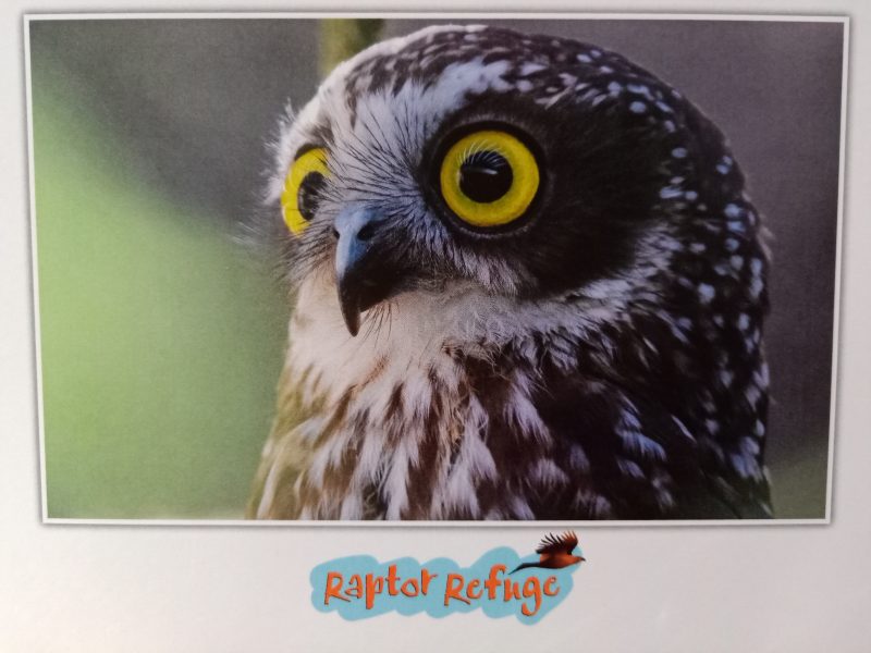 Boobook Owl Gift Card