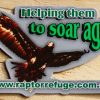 Raptor Refuge Fridge Magnet - Image 2