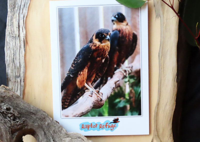 Australian Hobby Gift Card 01