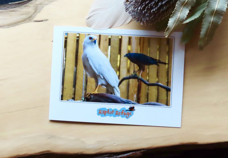 Grey Goshawk Gift Card 02