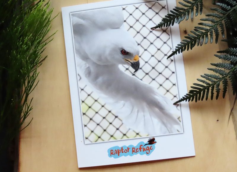 Grey Goshawk Gift Card 03