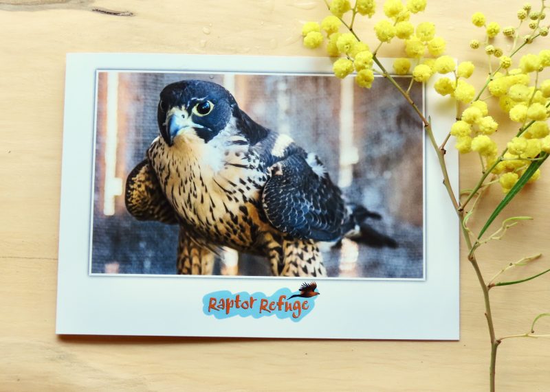 Peregrine Falcon Gift Card 01