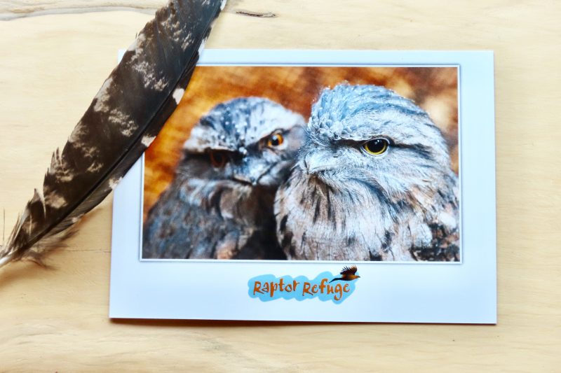 Tawny Frogmouth Gift Card 01