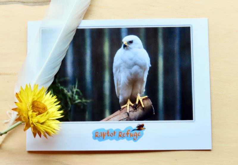 Grey Goshawk Gift Card 01