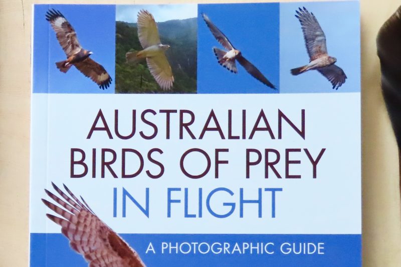 Australian Birds of Prey in Flight