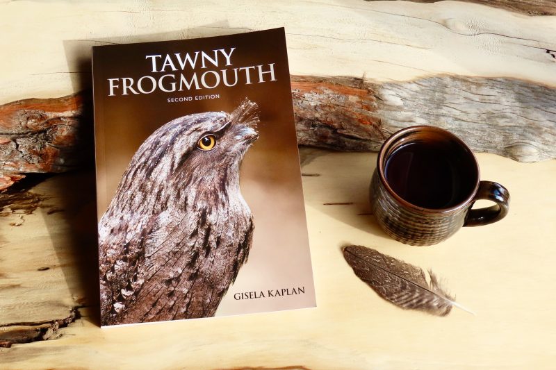 Tawny Frogmouth