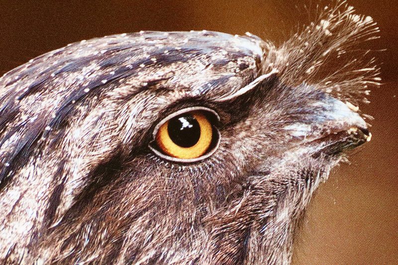 Tawny Frogmouth