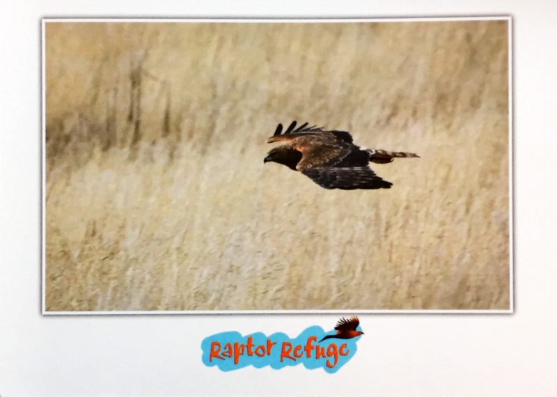 Swamp Harrier Gift Card 01