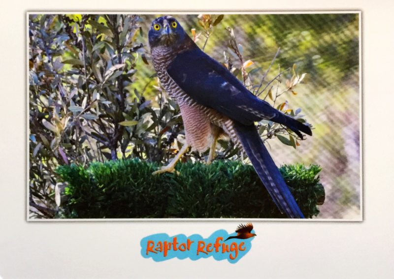 Brown Goshawk Gift Card 01