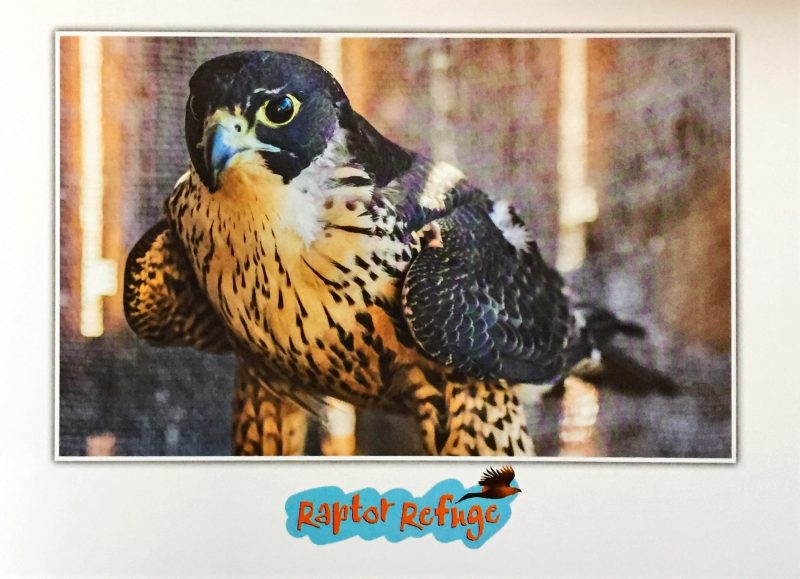 Peregrine Falcon Gift Card 01