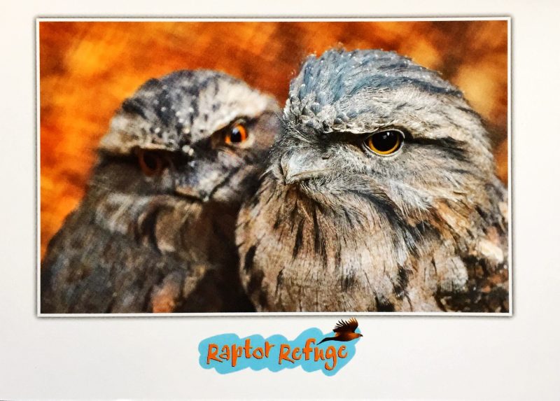 Tawny Frogmouth Gift Card 01