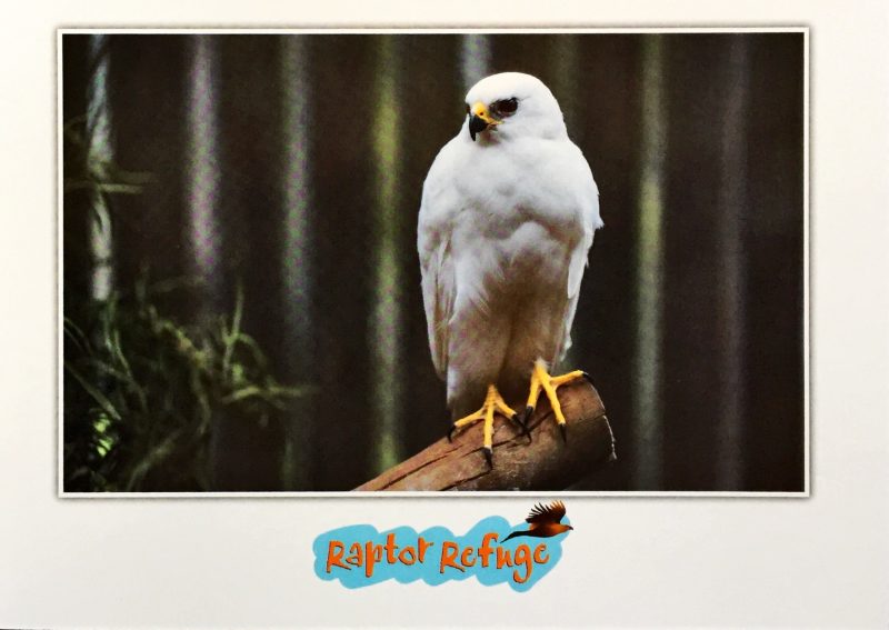 Grey Goshawk Gift Card 01