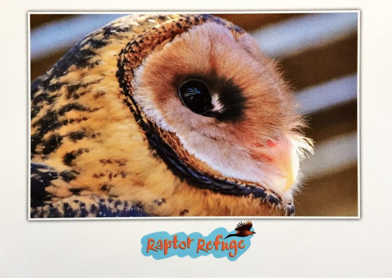 Masked Owl Gift Card 02