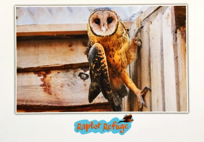 Masked Owl Gift Card 01