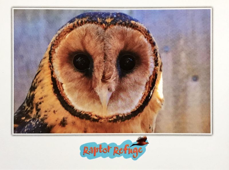 Masked Owl Gift Card 03